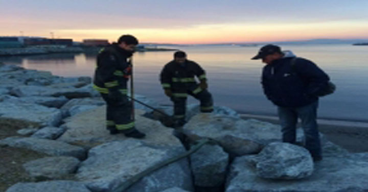 Bomberos de Talcahuano realizó rescate de cachorros 