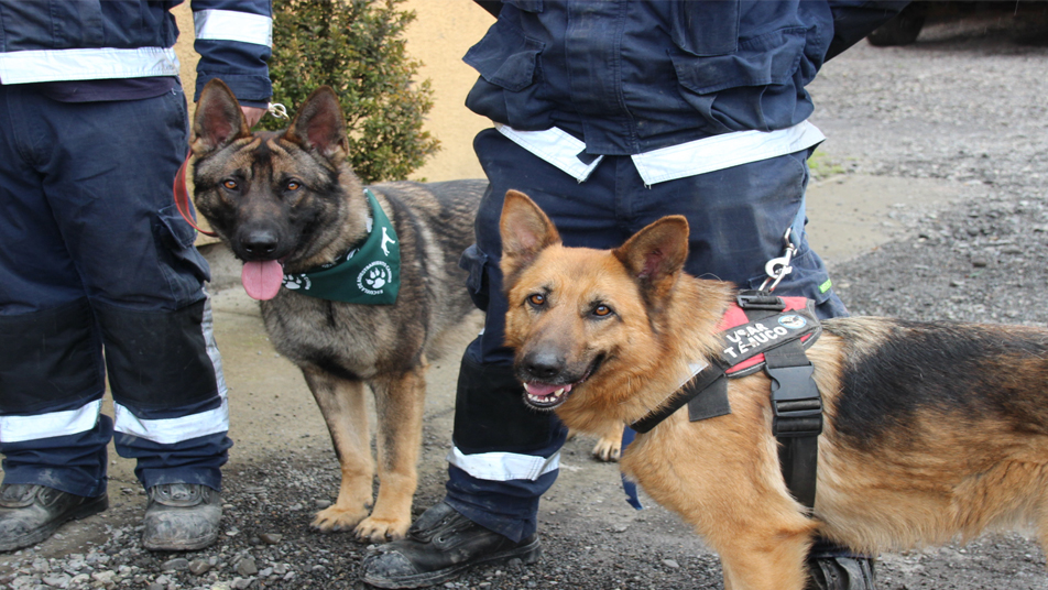 Donan alimentación y atención veterinaria para los perros de rescate del Cuerpo de Bomberos de Temuco 