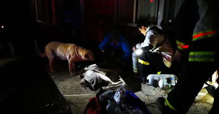 Bomberos de Cochrane auxiliaron a canino asfixiado tras incendio